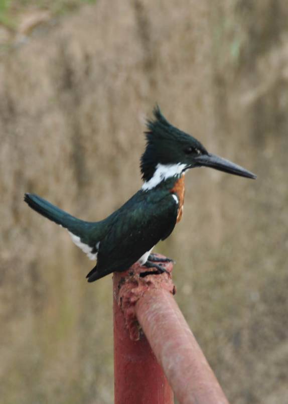 Martin Pescador no Hato El Cedral, na região dos llanos venezuelanos, perto da cidade de Mantecal